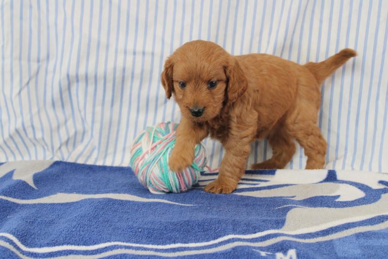puppy, for, sale, Mini Golden Doodle F1, Matthew B. Stoltzfus, dog, breeder, Gap, PA, dog-breeder, puppy-for-sale, forsale, nearby, find, puppyfind, locator, puppylocator, aca